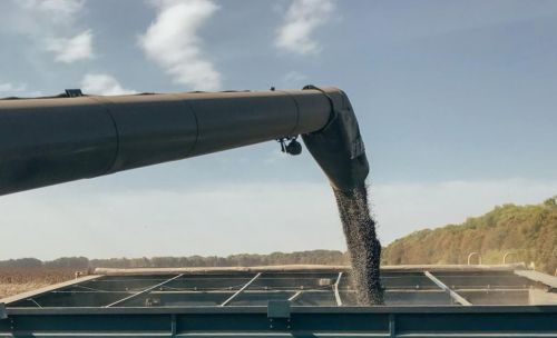 Середня врожайність соняшника в Україні — 1,88 т/га