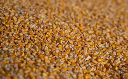 Ціни на фуражну кукурудзу в Україні