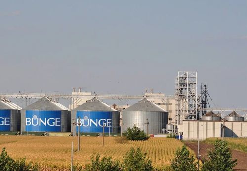Bunge планує збільшити переробні потужності соняшнику на заводі в місті Лехліу-Гара на півдні Румунії