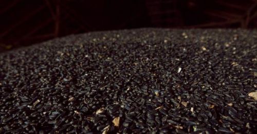 Олійність українського соняшнику в сезоні 2025/26 становить 48-50%