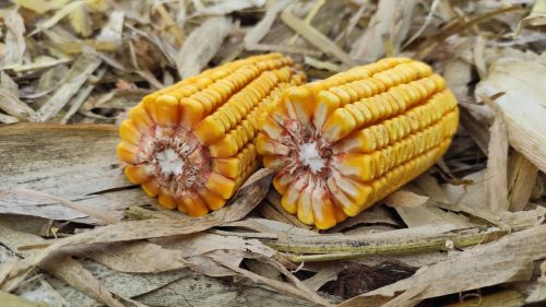 Рекордна врожайність кукурудзи