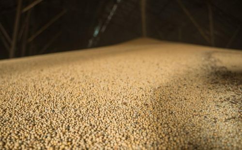 Відтермінування імплементації регулювання EUDR в ЄС поставило соєвий ринок на паузу