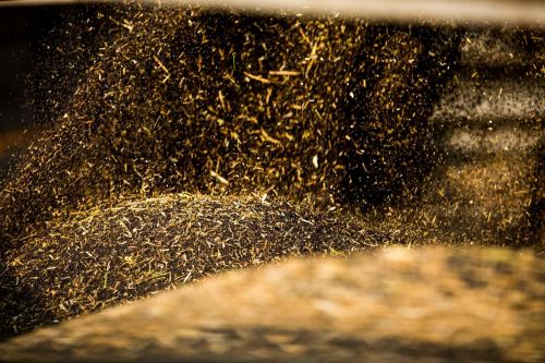 Переробні заводи України готові платити 24–25 тис. грн/т за ріпак