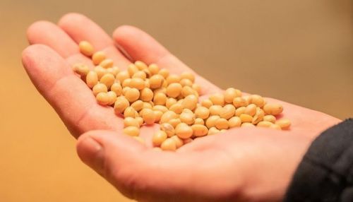 Мінекономіки щомісяця перевірятиме відповідність обсягів експортованої сої та ріпаку даним Державного аграрного реєстру