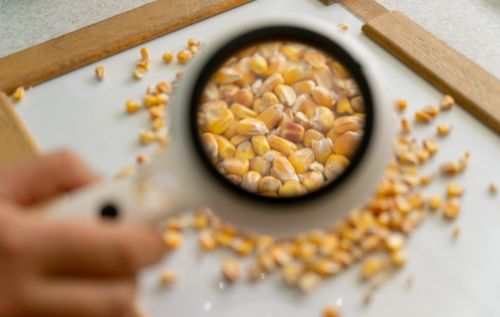 Експортні та закупівельні ціни на кукурудзу різко знизились