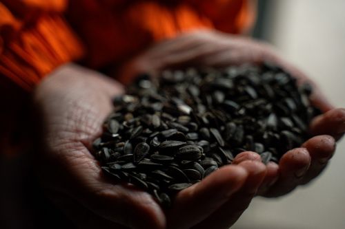 В Україні жнива соняшнику фактично завершилися