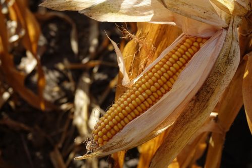 Прогноз врожаю кукурудзи в Україні у 2025/26 МР — грудневий звіт WASDE USDA