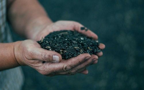 Врожай соняшнику офіційні дані