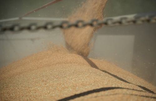 Експорт української пшениці до Північної Африки та Близького Сходу.