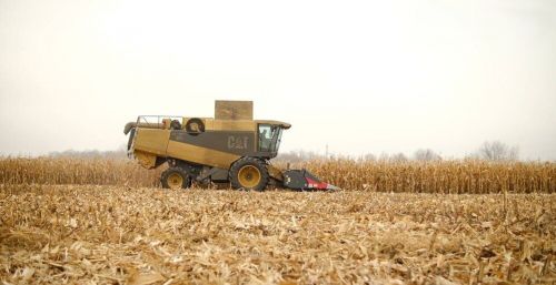 Врожайність кукурдзи