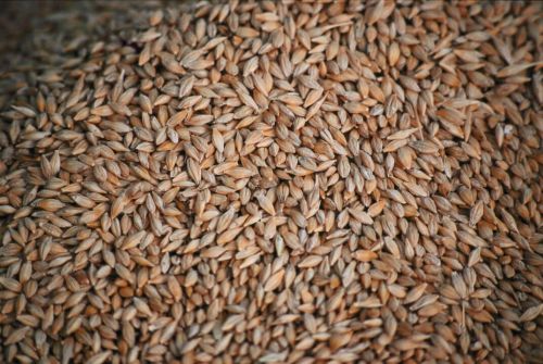 Ціни на ячмінь в українських портах