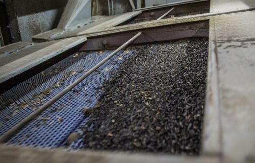 «ТАС Агро Захід» зібрали врожай соняшнику із середньою врожайністю 3,2 т/га