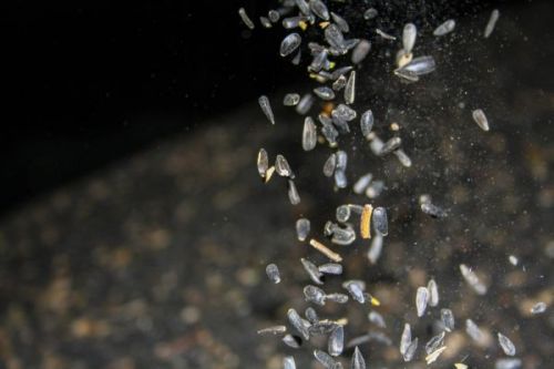 Переробка соняшнику на українських переробних заводах