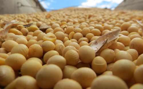 Ціни на сою ГМО