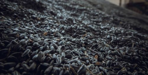 Ціни на соняшник