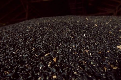 Ціна соняшнику в Україні