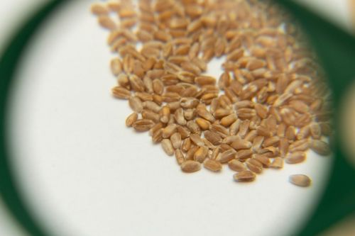 Лабораторії елеваторів «Агропросперіс» впроваджують технології на основі штучного інтелекту