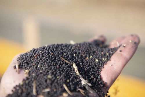 Експортні ціни на український ріпак