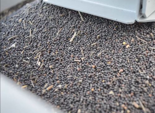 Ріпак наймаржинальніша культура для українських переробників