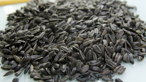 Українські заводи підвищили ціни на соняшник для переробки