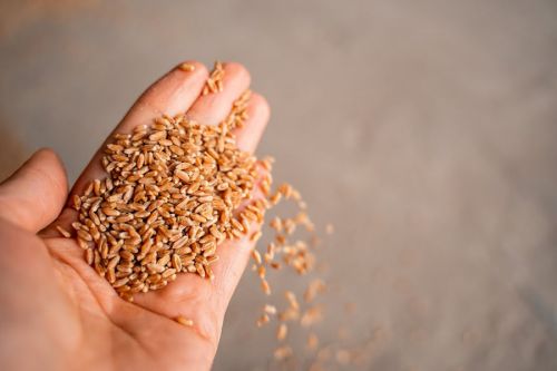 Зерно пшениці в руках фермера