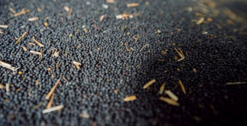 Переробка ріпаку в Україні