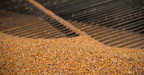 Ціни на українську кукурудзу