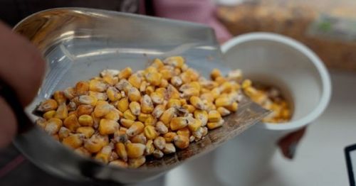 Визначення вологості зерна кукурудзи в лабораторії елеватора