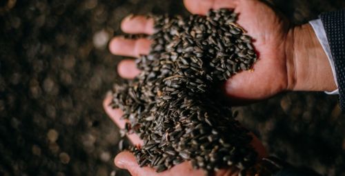 Переробка соняшнику в ЄС