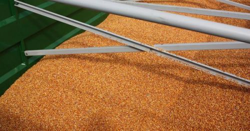 Експорт української кукурудзи