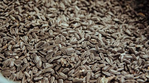 Насіння соняшнику з високою олійністю