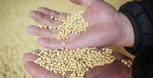 Соєві боби в долонях фермера