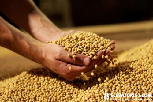 Соєві боби в долонях фермера