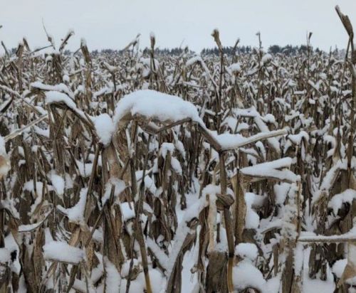 Кукурудза взимку в полі в Макарівському районі Київської області господарства TG Agro