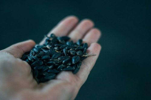 Насіння соняшнику в долоні фермера