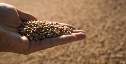 Зерно пшениці в долоні фермера