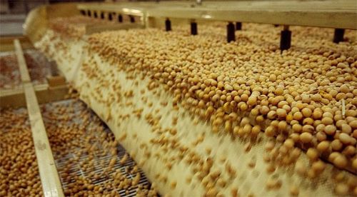 Переробка сої на соєвий шрот