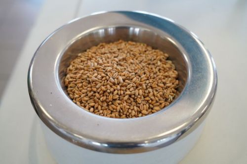 Зерно продовольчої пшениці