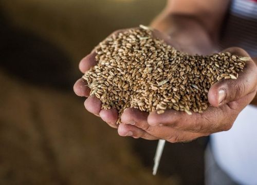 Зерно пшениці в Україні