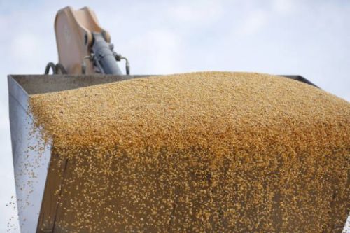 Зерно пшениці в ковші трактора