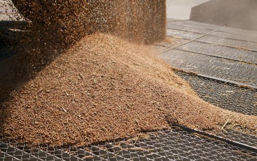 Попереднє очищення зернового вороху