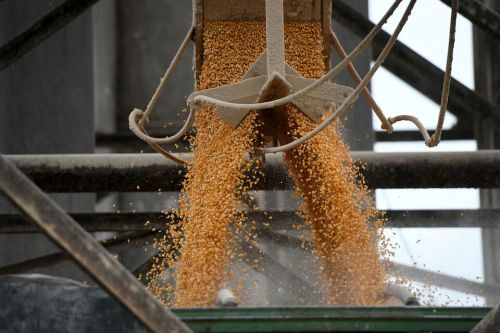 Зерно кукурудзи