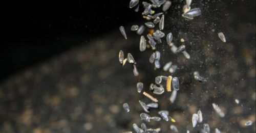 Насіння соняшнику в складі