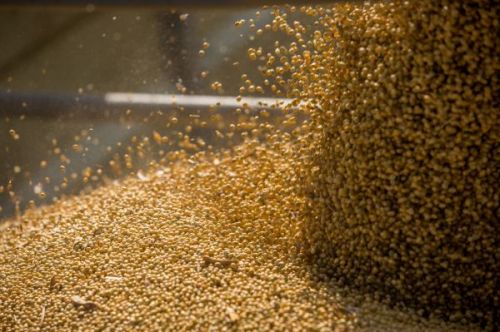 Соя насипом в кузові вантажівки