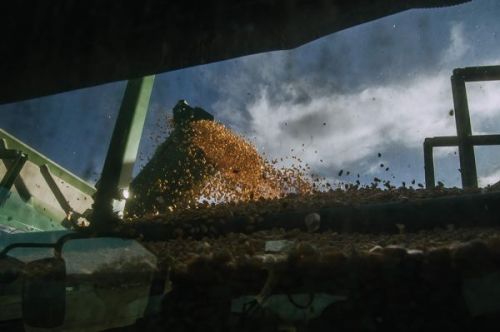 Зерно кукурудзи 