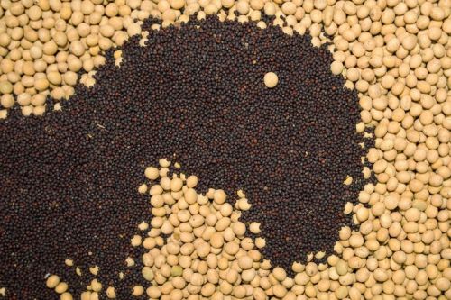 Мита на експорт сої та ріпаку в Україні