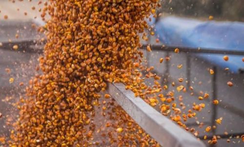 Зерно кукурудзи