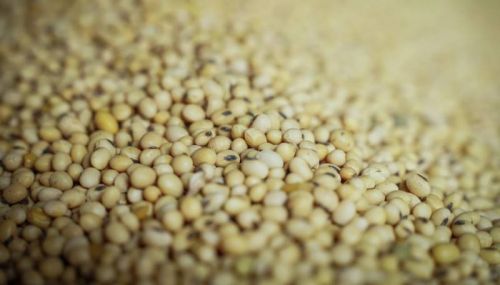 Українські соєві боби