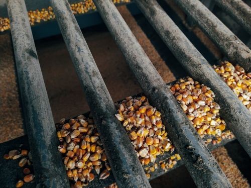 Зерно кукурудзи