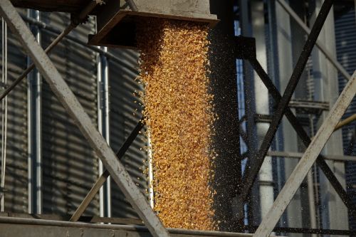 Вивантаження зерна кукурудзи із силоса елеватора
